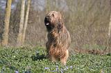 BRIARD 101